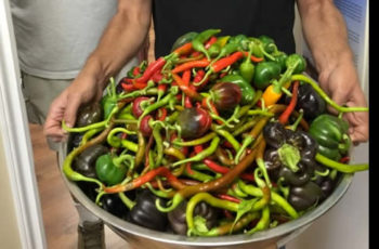 Powell River Annual Pepper Harvest Feature