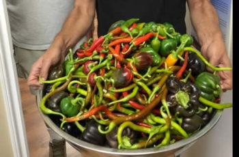 Powell River Annual Pepper Harvest Feature Powell River Annual Pepper Harvest Feature