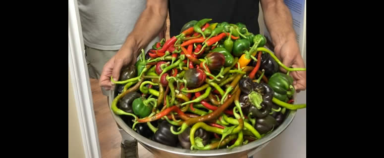 Powell River Annual Pepper Harvest Feature